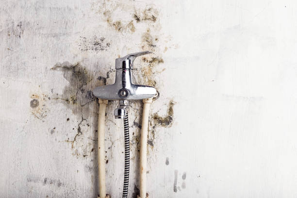 Best Black Mold Removal  in Ledgewood, NJ