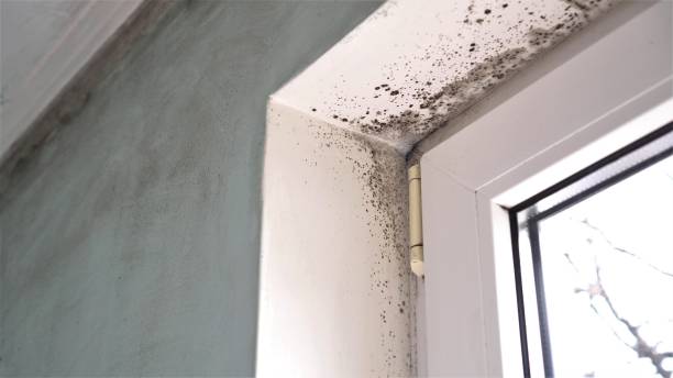 Best Emergency Mold Removal  in Ledgewood, NJ