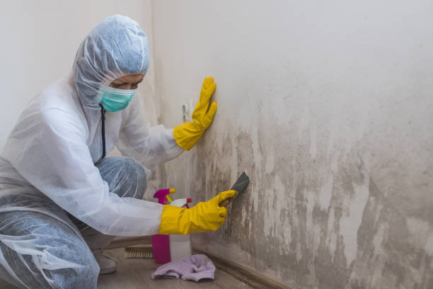 Best Toxic Mold Removal  in Ledgewood, NJ