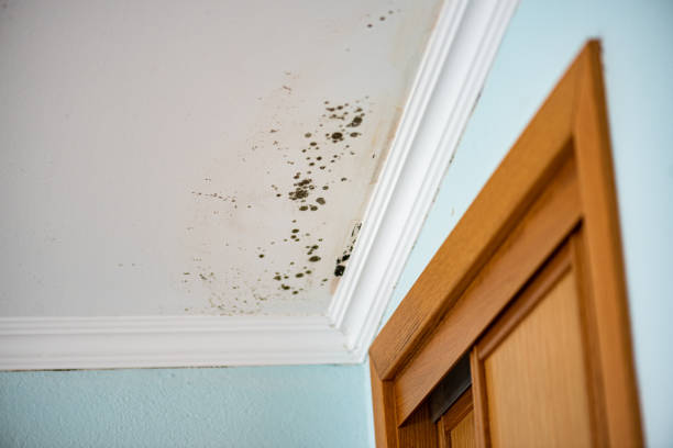 Best Local Mold Removal Service  in Ledgewood, NJ