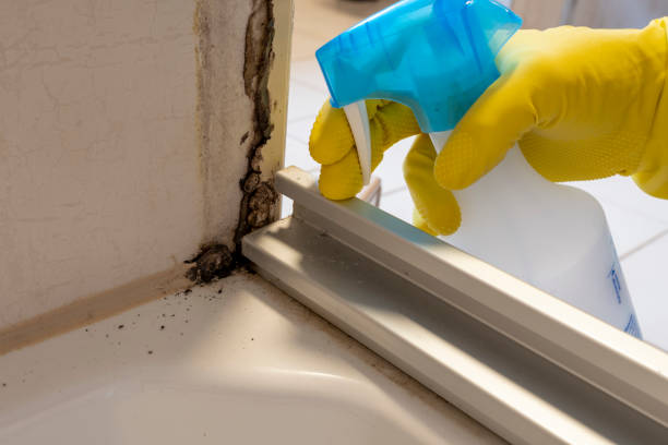 Mold Removal and Inspection in Ledgewood, NJ