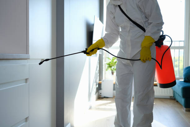 Best Mold Removal Company Near Me  in Ledgewood, NJ