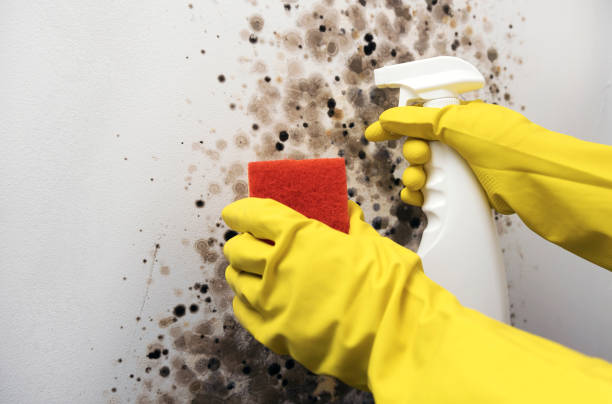 Best Mold Cleaning Services  in Ledgewood, NJ