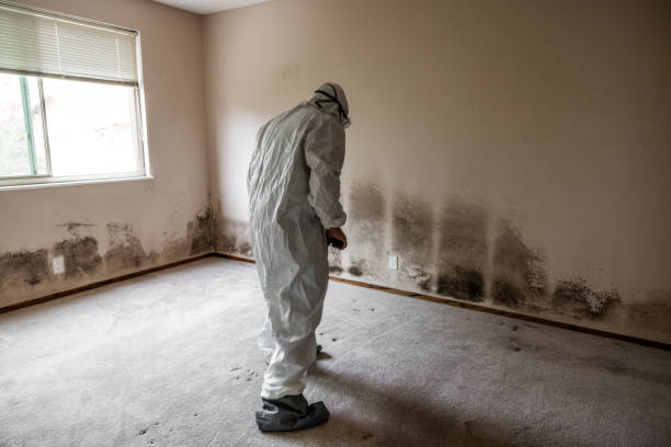 Best Professional Mold Removal  in Ledgewood, NJ